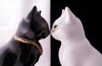 social media copycat