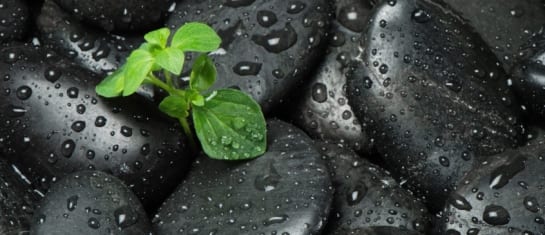 it only takes a seed