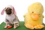 be your own social duck