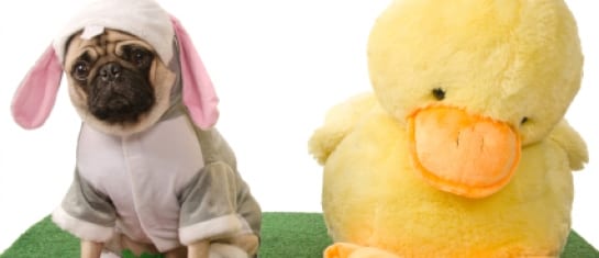 be your own social duck