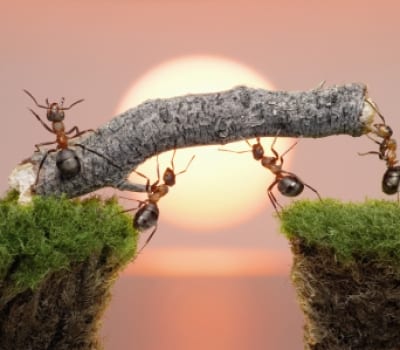 maximize to monetize social business