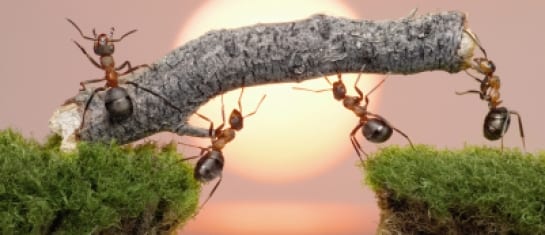 maximize to monetize social business