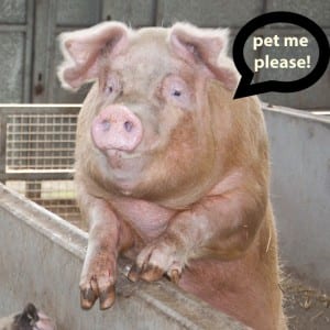 pet my pig